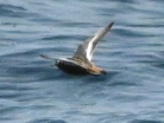 ハイイロヒレアシシギ