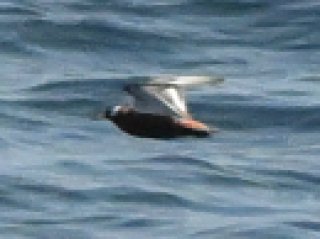 ハイイロヒレアシシギ