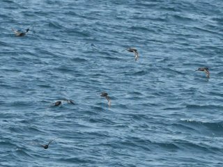 ハシボソミズナギドリ