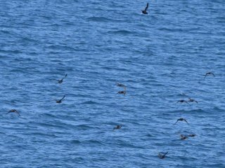 ハシボソミズナギドリ