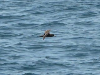 ハシボソミズナギドリ