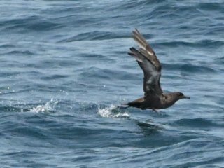 ハシボソミズナギドリ