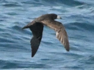 アカアシミズナギドリ