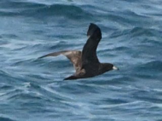 アカアシミズナギドリ