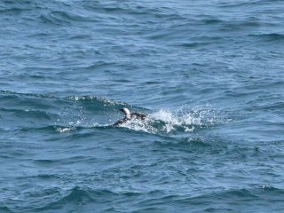 シロエリオオハム