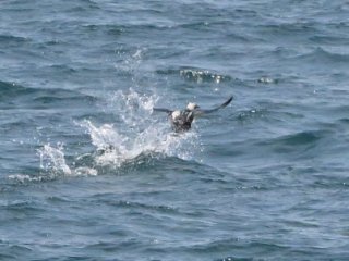 シロエリオオハム