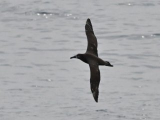 クロアシアホウドリ