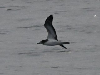 オオミズナギドリ