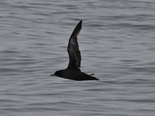 ハシボソミズナギドリ