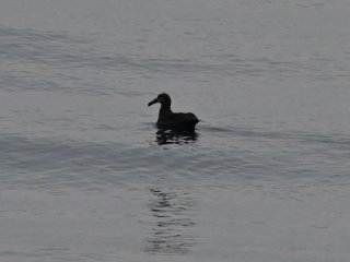 クロアシアホウドリ