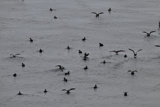 ハイイロミズナギドリ