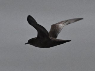 ハイイロミズナギドリ