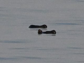 キタオットセイ