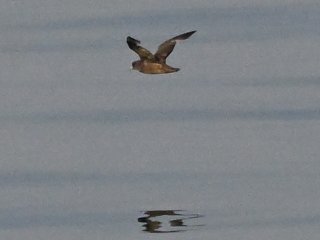 ハイイロミズナギドリ