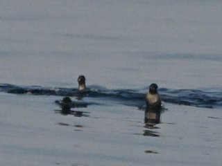 キタオットセイ