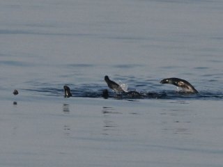 キタオットセイ