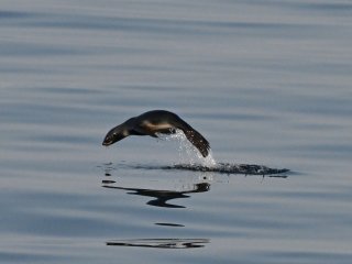 キタオットセイ