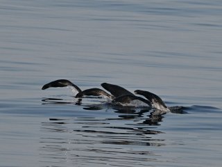 キタオットセイ