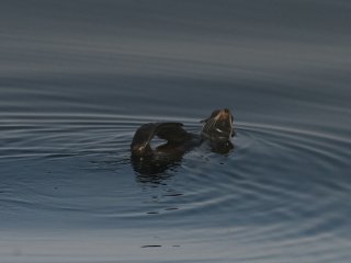 キタオットセイ