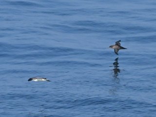 オオミズナギドリ　ハシボソミズナギドリ