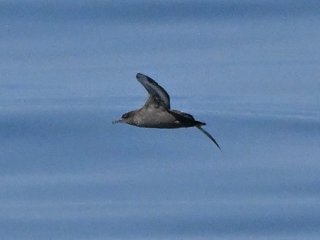 ハシボソミズナギドリ