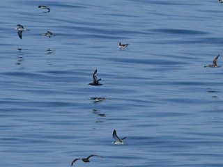 ミズナギドリ類