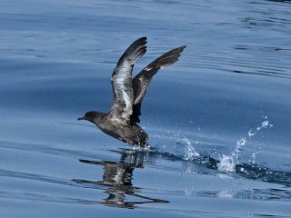 ハシボソミズナギドリ