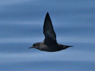 ハシボソミズナギドリ