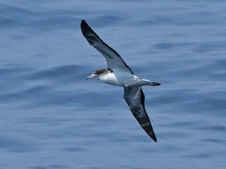 オオミズナギドリ