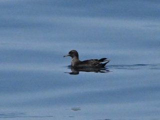 ハシボソミズナギドリ