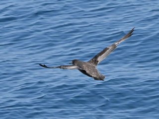 ハシボソミズナギドリ