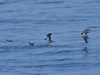 オオミズナギドリ