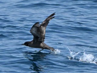 ハシボソミズナギドリ