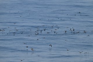 ハシボソミズナギドリ