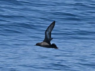 ハシボソミズナギドリ