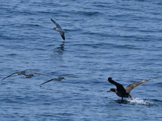 クロアシアホウドリ
