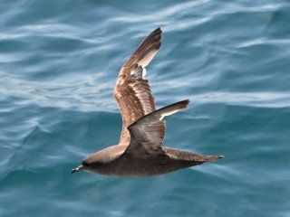 ハイイロミズナギドリ