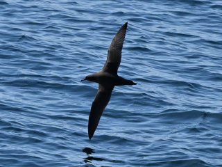 アカアシミズナギドリ