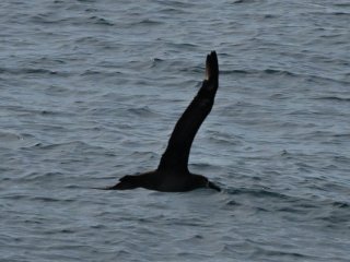 クロアシアホウドリ