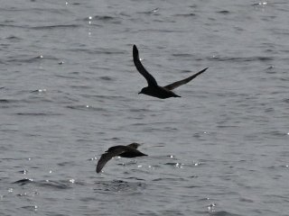 ハイイロミズナギドリ