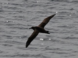 クロアシアホウドリ