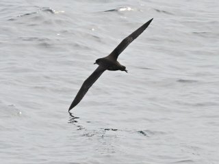 ハイイロミズナギドリ