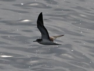 オオミズナギドリ