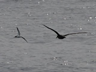 クロアシアホウドリ　オオミズナギドリ