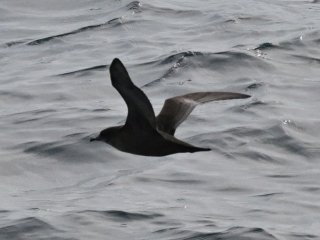 ハシボソミズナギドリ