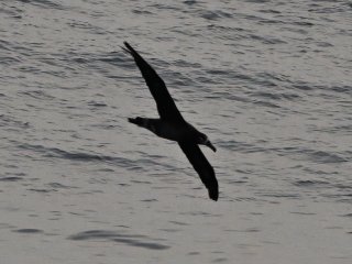 クロアシアホウドリ